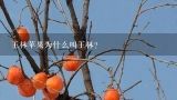 王林苹果为什么叫王林?王林苹果如何冬剪