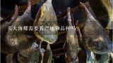 买大海螺需要看产地和品种吗？