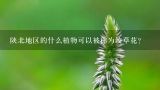 陕北地区的什么植物可以被称为绞草花？
