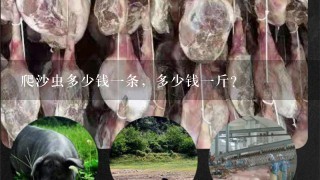 爬沙虫多少钱1条,多少钱1斤? 爬沙虫多少钱1条,多少钱1斤?