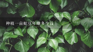种植1亩蛇豆年赚多少钱 种植1亩蛇豆年赚多少钱