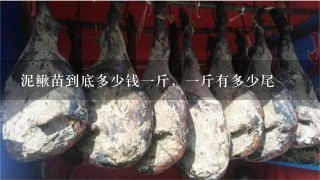 泥鳅苗到底多少钱1斤,1斤有多少尾 泥鳅苗到底多少钱1斤,1斤有多少尾