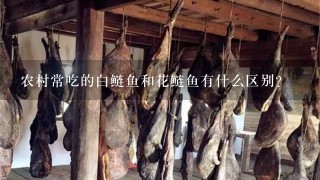 农村常吃的白鲢鱼和花鲢鱼有什么区别? 农村常吃的白鲢鱼和花鲢鱼有什么区别?