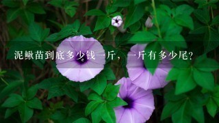 泥鳅苗到底多少钱1斤,1斤有多少尾? 泥鳅苗到底多少钱1斤,1斤有多少尾?