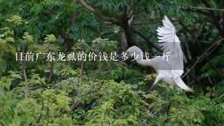 目前广东龙虱的价钱是多少钱1斤 目前广东龙虱的价钱是多少钱1斤