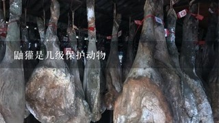 鼬獾是几级保护动物 鼬獾是几级保护动物