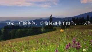 40元1斤的冬笋,价格赶超牛羊肉价,1天能挖1百斤 40元1斤的冬笋,价格赶超牛羊肉价,1天能挖1百斤