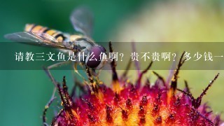 请教3文鱼是什么鱼啊?贵不贵啊?多少钱1斤? 请教3文鱼是什么鱼啊?贵不贵啊?多少钱1斤?
