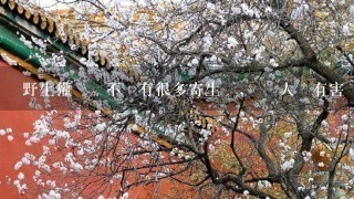 野生獾豬會不會有很多寄生蟲， 對人體有害嗎？