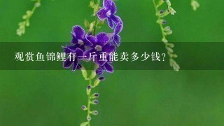 观赏鱼锦鲤有1斤重能卖多少钱? 观赏鱼锦鲤有1斤重能卖多少钱?