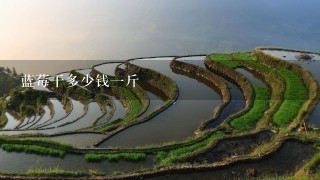 蓝莓干多少钱1斤 蓝莓干多少钱1斤