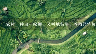 农村1种虫叫蚁蛳,又叫地牯牛,养殖经济价值如何? 农村1种虫叫蚁蛳,又叫地牯牛,养殖经济价值如何?
