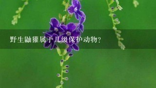野生鼬獾属于几级保护动物? 野生鼬獾属于几级保护动物?