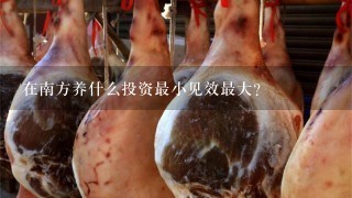 在南方养什么投资最小见效最大? 在南方养什么投资最小见效最大?