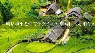 喇蛄和小龙虾有什么不同?喇蛄和小龙虾的区别 喇蛄和小龙虾有什么不同?喇蛄和小龙虾的区别
