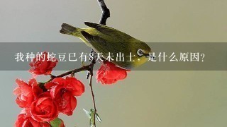 我种的蛇豆已有8天未出士,是什么原因? 我种的蛇豆已有8天未出士,是什么原因?