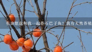 有谁愿意和我1起养石巴子鱼?我有天然养殖和技术!现在市场上每斤鱼的价格应该是600——800之间 有谁愿意和我1起养石巴子鱼?我有天然养殖和技术!现在市场上每斤鱼的价格应该是600——800之间