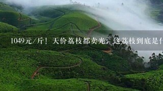 1049元/斤!天价荔枝都卖光,这荔枝到底是什么来头 1049元/斤!天价荔枝都卖光,这荔枝到底是什么来头