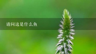 请问这是什么鱼 请问这是什么鱼