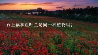 石上藕和血叶兰是同1种植物吗? 石上藕和血叶兰是同1种植物吗?