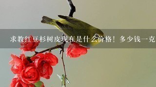 求教红豆杉树皮现在是什么价格! 多少钱1克还是多少 求教红豆杉树皮现在是什么价格! 多少钱1克还是多少