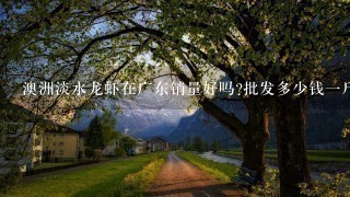 澳洲淡水龙虾在广东销量好吗?批发多少钱1斤? 澳洲淡水龙虾在广东销量好吗?批发多少钱1斤?