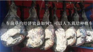 车前草的经济效益如何?可以人工栽培种植车前草吗? 车前草的经济效益如何?可以人工栽培种植车前草吗?