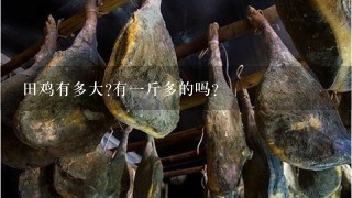 田鸡有多大?有1斤多的吗？
