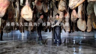 榛蘑多久能成熟?榛蘑的成熟期 榛蘑多久能成熟?榛蘑的成熟期