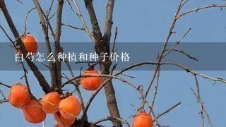 白芍怎么种植和种子价格 白芍怎么种植和种子价格