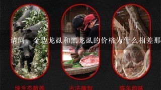 请问,金边龙虱和黑龙虱的价格为什么相差那么大? 请问,金边龙虱和黑龙虱的价格为什么相差那么大?