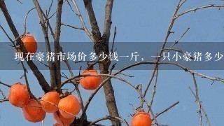 现在豪猪市场价多少钱1斤,1只小豪猪多少钱? 现在豪猪市场价多少钱1斤,1只小豪猪多少钱?