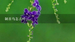 制首乌怎么吃? 制首乌怎么吃?