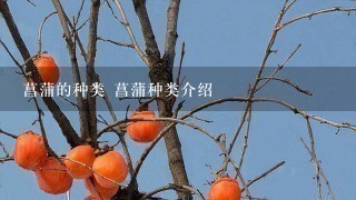 菖蒲的种类 菖蒲种类介绍 菖蒲的种类 菖蒲种类介绍