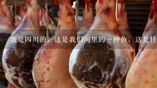 我是4川的,这是我们河里的1种鱼,这是什么鱼?岷 我是4川的,这是我们河里的1种鱼,这是什么鱼?岷