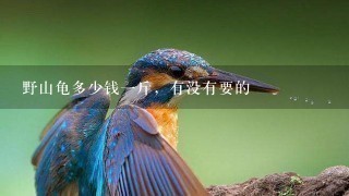 野山龟多少钱1斤,有没有要的 野山龟多少钱1斤,有没有要的