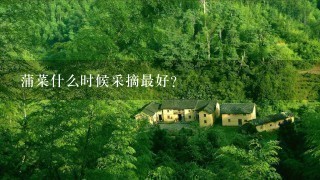 蒲菜什么时候采摘最好? 蒲菜什么时候采摘最好?