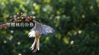 黑樱桃的价格 黑樱桃的价格