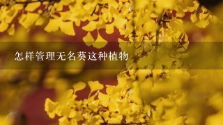 怎样管理无名葵这种植物 怎样管理无名葵这种植物