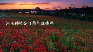 河南种植金耳菌能赚钱吗 河南种植金耳菌能赚钱吗