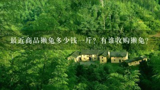 最近商品獭兔多少钱1斤?有谁收购獭兔? 最近商品獭兔多少钱1斤?有谁收购獭兔?