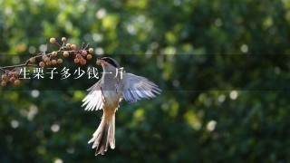 生栗子多少钱1斤 生栗子多少钱1斤