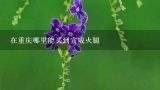 在重庆哪里能买到宣威火腿,彪哥火腿哪里买