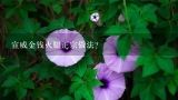 宣威金钱火腿正宗做法？宣威火腿熟食调料配置