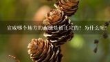 宣威哪个地方的火腿是最正宗的？为什么呢？怎么样才能买到正宗的云南宣威火腿？