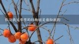 你是我兄弟里的红梅姐是谁扮演的,云南有些什么土特产基地?基地在哪儿?