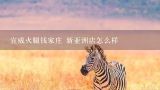 宣威火腿钱家庄 新亚洲店怎么样,云南蒙燊商贸有限公司小蒋宣威火腿小店直播间火腿正