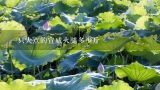 一只大点的宣威火腿多少斤,宣威火腿几斤出一斤