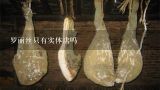 罗丽丝只有实体店吗,罗丽丝为什么没有网店