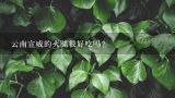 云南宣威的火腿很好吃吗?云南宣威火腿的吃法